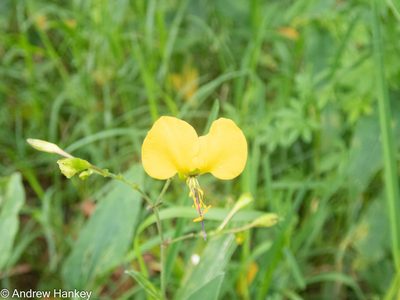 Aneilema aequinoctiale, photographed by Andrew Hankey