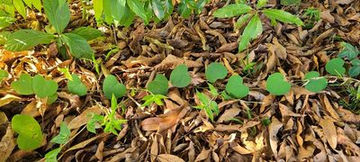 Cissampelos pareira, photographed by ritirene