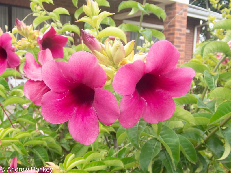 Allamanda blanchetii, photographed by Andrew Hankey