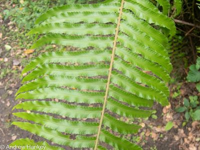 Nephrolepis biserrata, photographed by Andrew Hankey