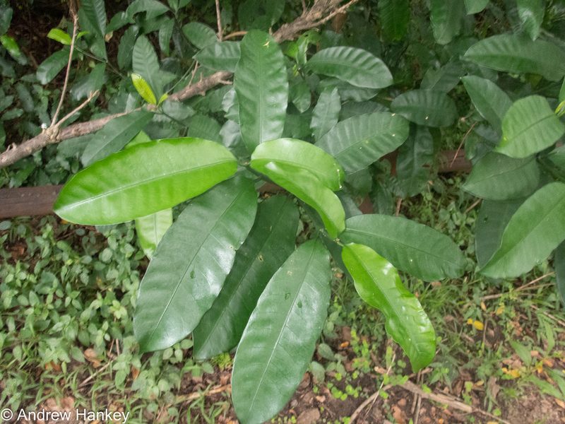 Tabernaemontana ventricosa, photographed by Andrew Hankey