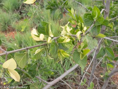 Afrocanthium gilfillanii
