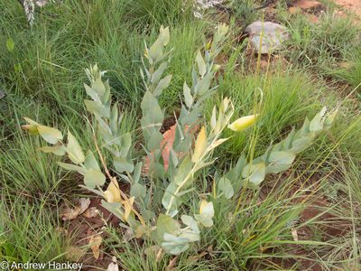 Gomphocarpus glaucophyllus, photographed by Andrew Hankey