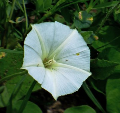 Convolvulus crenatifolius, photographed by Hugo Hulsberg