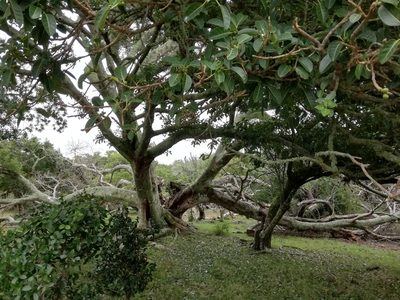 Ficus luschnathiana, photographed by Agustina Medina