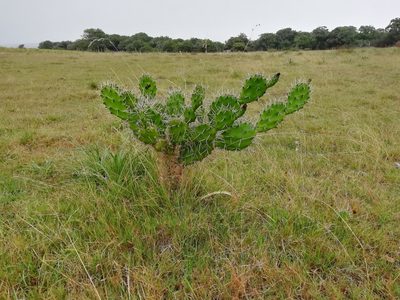Opuntia arechavaletae, photographed by Agustina Medina