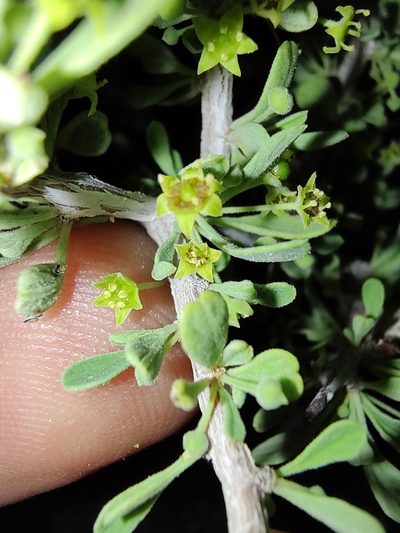 Condalia globosa, photographed by Abraham Sánchez Romero