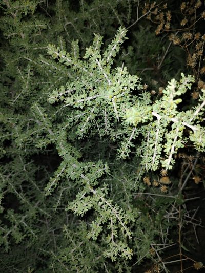 Condalia globosa, photographed by Abraham Sánchez Romero