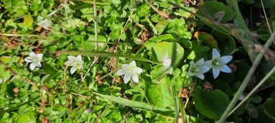 Wahlenbergia procumbens, photographed by Karen Eichholz