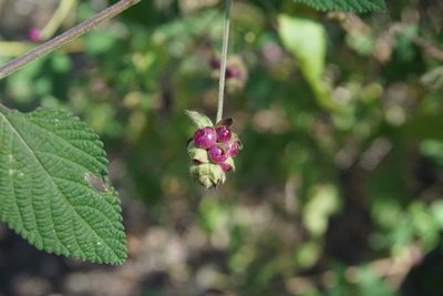 Lantana velutina, photographed by Center for Urban Ecology
