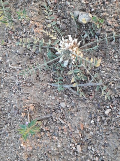 Astragalus scabrisetus, photographed by Andrew Bazdyrev