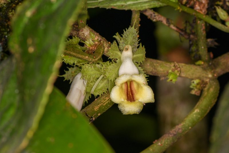 Drymonia macrophylla, photographed by Trevor Van Loon