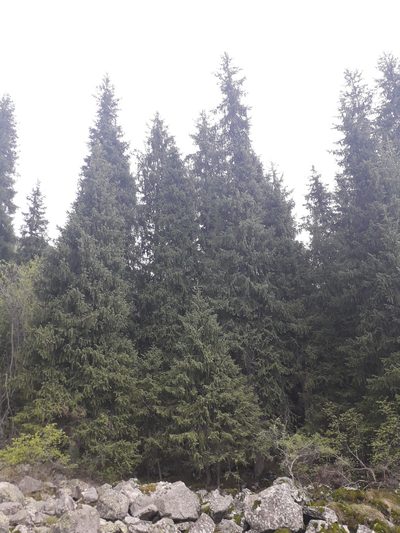Picea schrenkiana, photographed by Andrew Bazdyrev