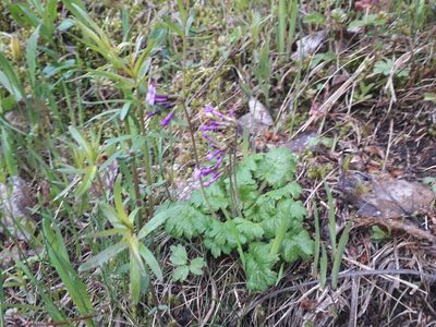 Primula kaufmanniana, photographed by Andrew Bazdyrev