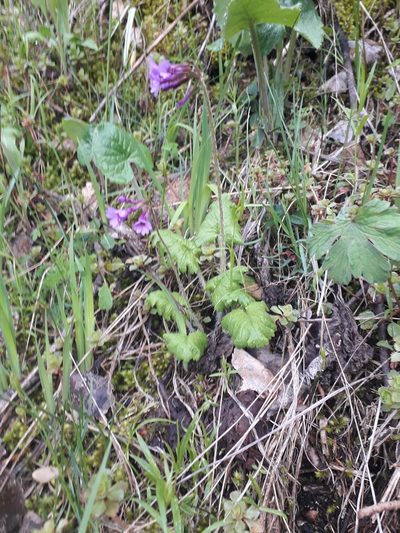 Primula kaufmanniana, photographed by Andrew Bazdyrev