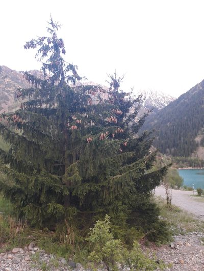 Picea schrenkiana, photographed by Andrew Bazdyrev
