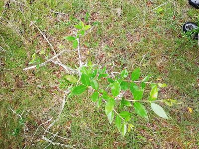 Myrcianthes cisplatensis, photographed by Agustina Medina