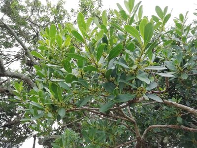 Myrsine laetevirens, photographed by Agustina Medina