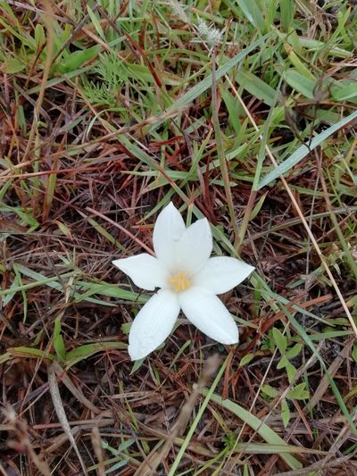 Zephyranthes americana, photographed by Agustina Medina