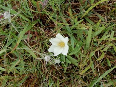 Zephyranthes americana, photographed by Agustina Medina