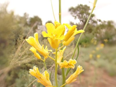 Sisymbrium linifolium, photographed by Matt Lavin