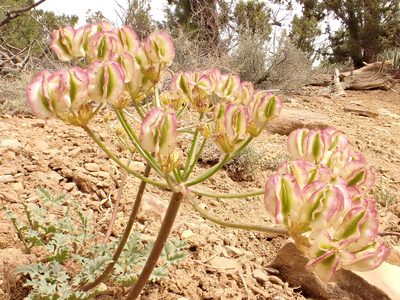 Cymopterus purpureus, photographed by Matt Lavin