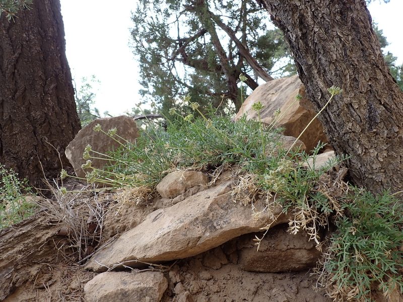 Cymopterus sessiliflorus, photographed by Matt Lavin