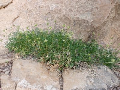Cymopterus sessiliflorus, photographed by Matt Lavin