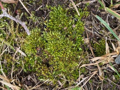 Tortula acaulon, photographed by Eva-Maria