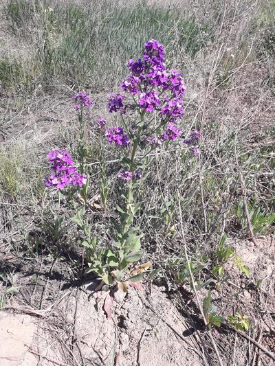 Hesperis sibirica, photographed by Andrew Bazdyrev