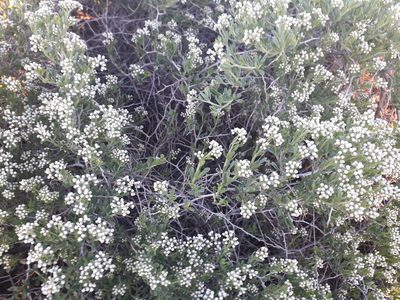 Nitraria sibirica, photographed by Andrew Bazdyrev