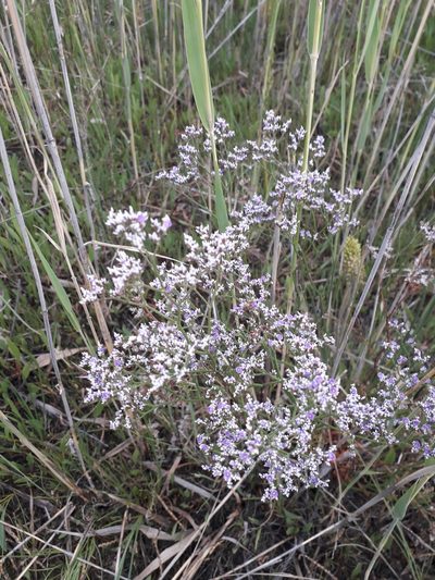 Limonium caspium, photographed by Andrew Bazdyrev