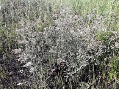 Limonium caspium, photographed by Andrew Bazdyrev