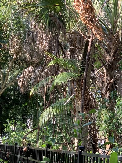 Stenochlaena tenuifolia, photographed by Claire Herzog