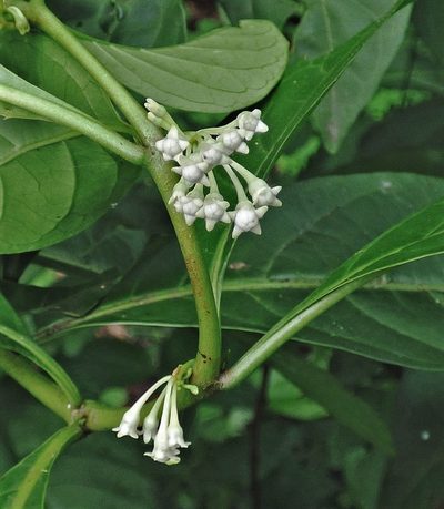 Solanum symmetricum, photographed by Hugo Hulsberg