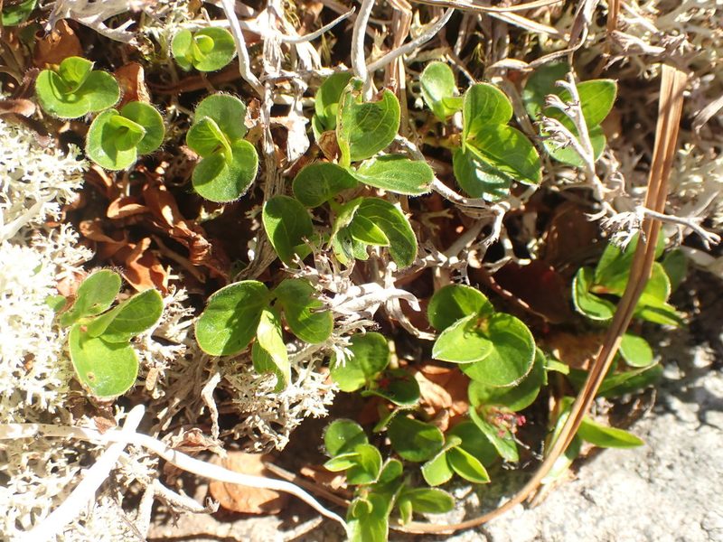 Salix rotundifolia, photographed by Matt Bowser