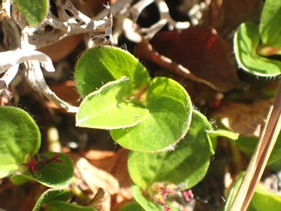 Salix rotundifolia, photographed by Matt Bowser