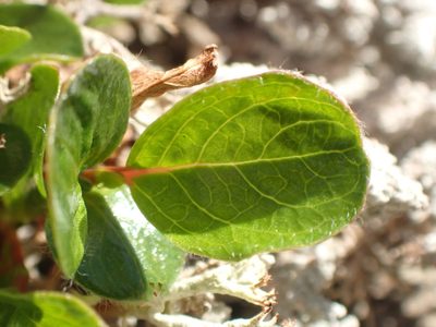 Salix rotundifolia, photographed by Matt Bowser