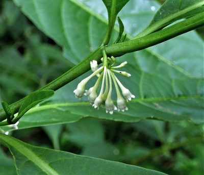 Solanum symmetricum, photographed by Hugo Hulsberg