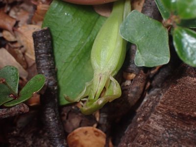 Chiloglottis cornuta, photographed by Paul Bell-Butler