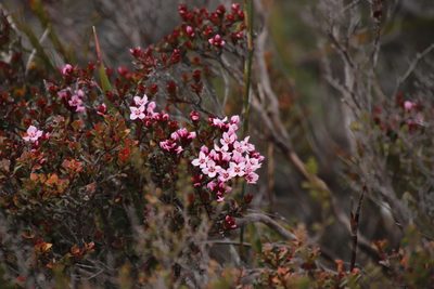 Penaea acuta, photographed by Tony Rebelo