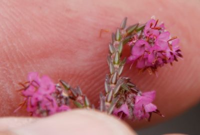 Erica globiceps, photographed by Tony Rebelo