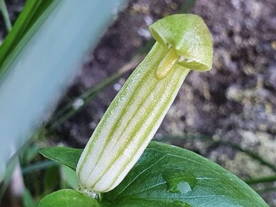 Arisarum vulgare, photographed by Andrea Meucci