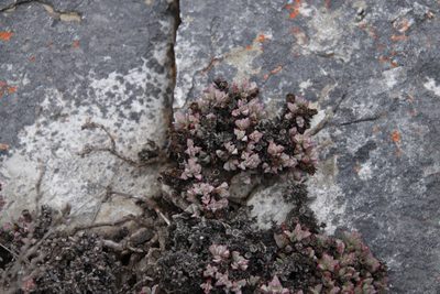 Oscularia deltoides, photographed by Tony Rebelo