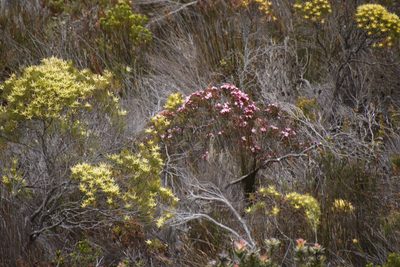 Penaea acuta, photographed by Tony Rebelo