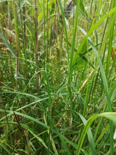 Carex atherodes, photographed by Anastasia Titovets