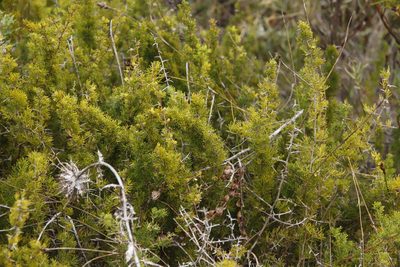 Asparagus suaveolens, photographed by Tony Rebelo