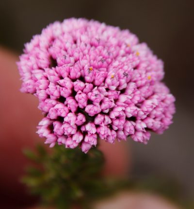 Metalasia serrata, photographed by Tony Rebelo