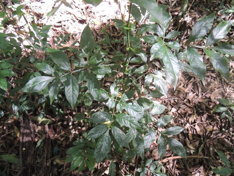 Paullinia meliifolia, photographed by William G. Borges