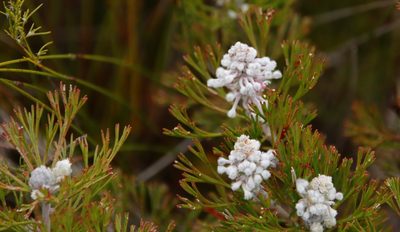 Paranomus abrotanifolius, photographed by Tony Rebelo